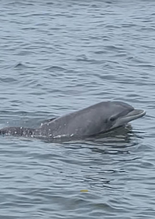 OBX Tiki Time - Dolphin Tours & Sunset Cruises